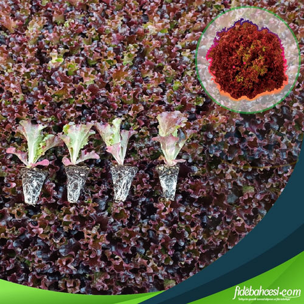 Giardina Kırmızı Kıvırcık Marul Fidesi - Görsel 1