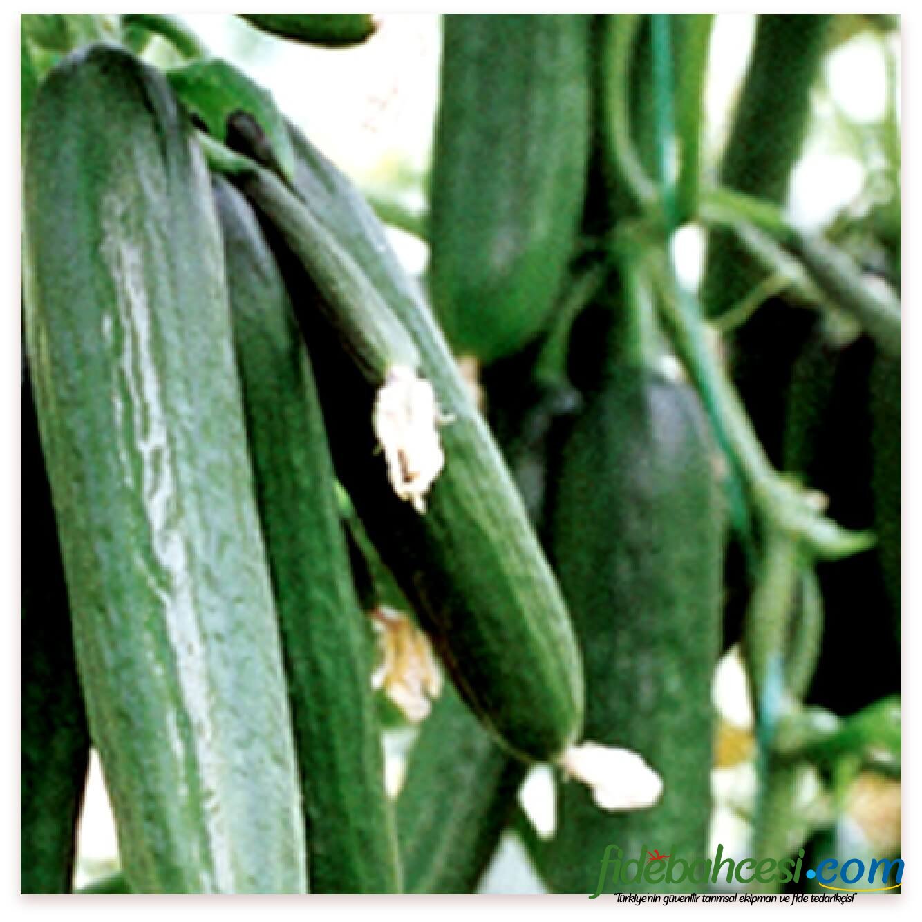 Gordion AT 77 Hıyar Fidesi  - Görsel 2