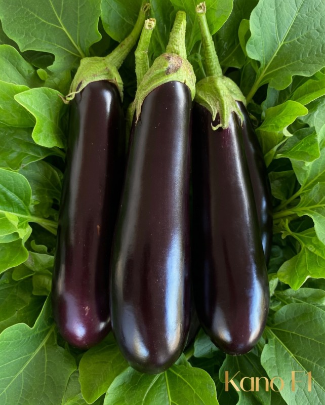 Kano F1 İri Silindirik Patlıcan Fidesi