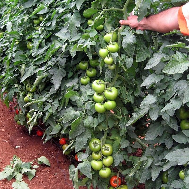 Kardelen F1 Domates Fidesi - Görsel 2