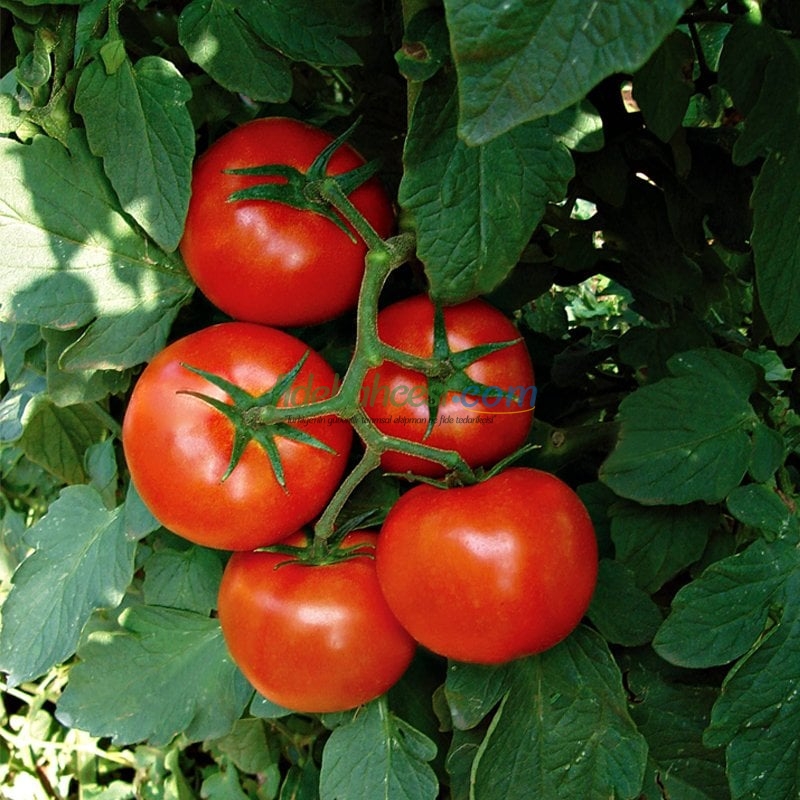 Kardelen F1 Domates Fidesi - Görsel 1