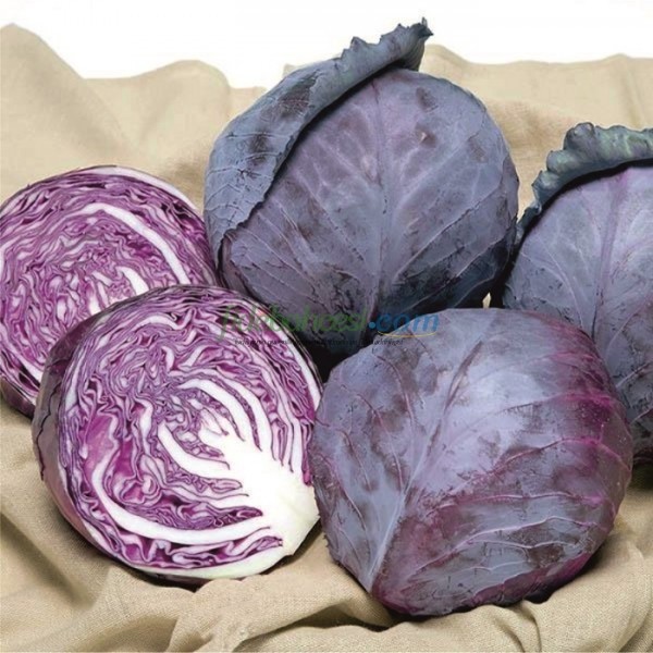 Kırmızı Lahana Fidesi - Görsel 2