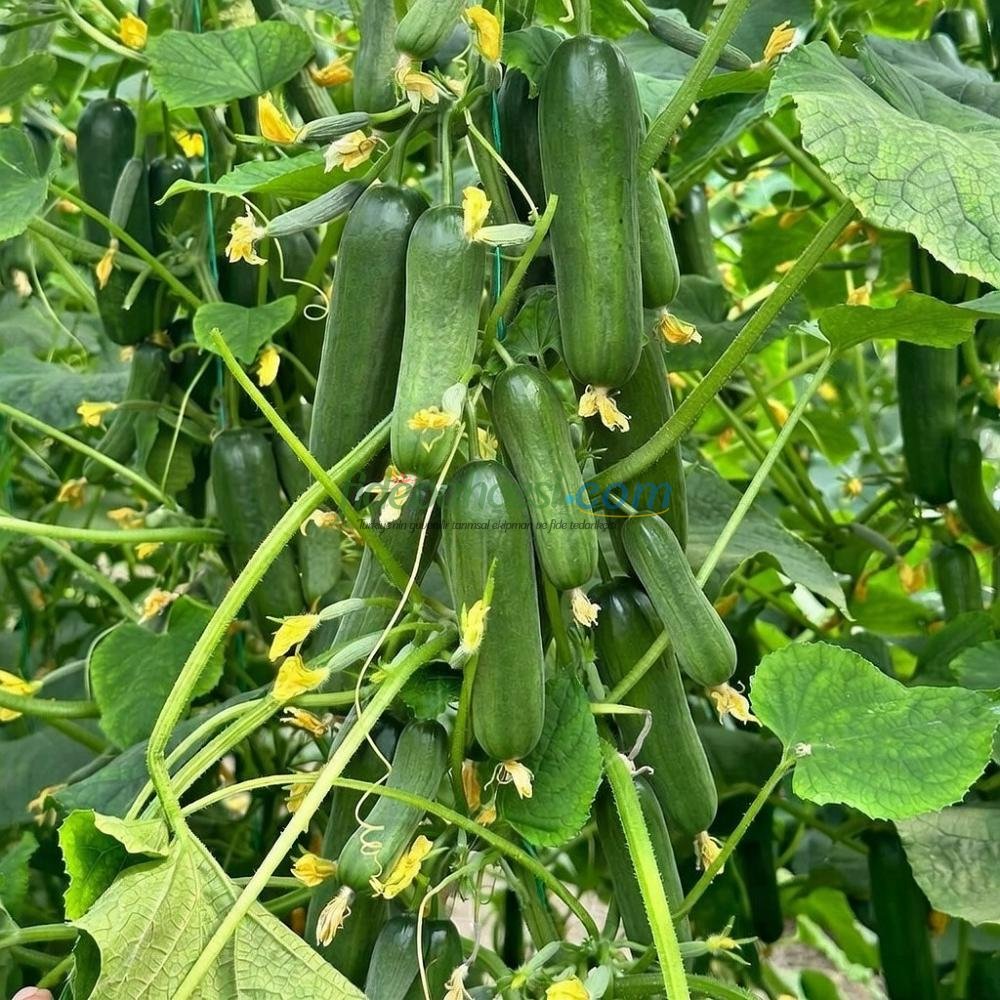 Kıtır F1 Sırık Hıyar Fidesi - Görsel 2