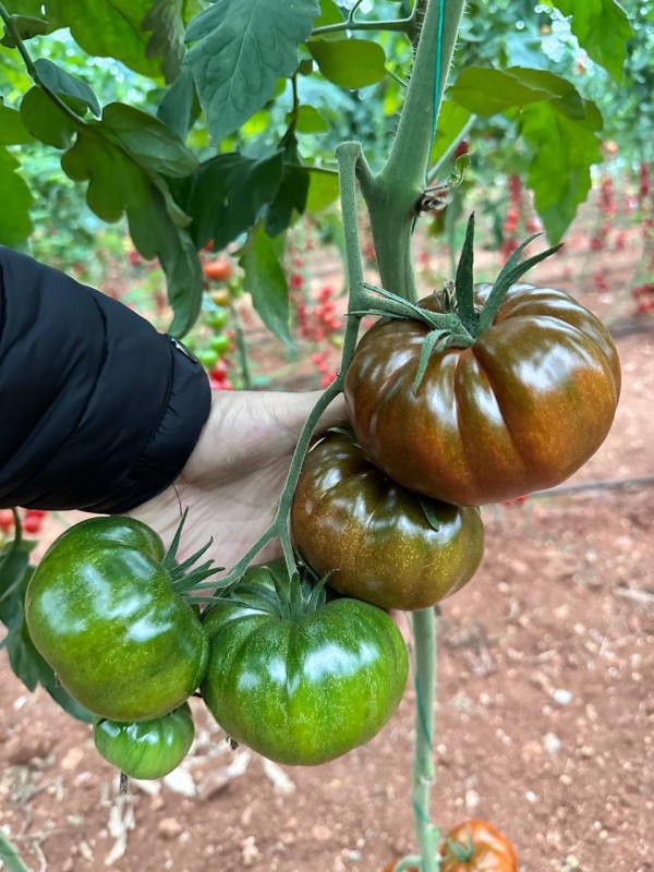 Kunuri F1 Sırık Köy Tipi Domates Tohumu 