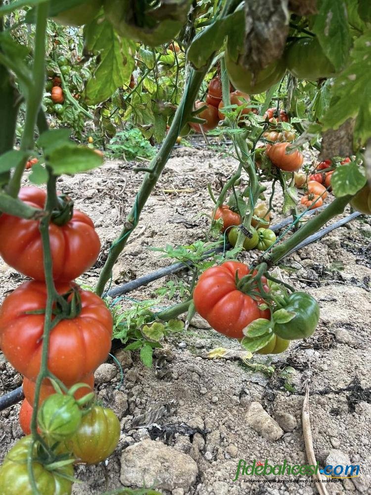 Kuzey Köy F1 Hibrit Köy Tipi Domates Fidesi - Görsel 3