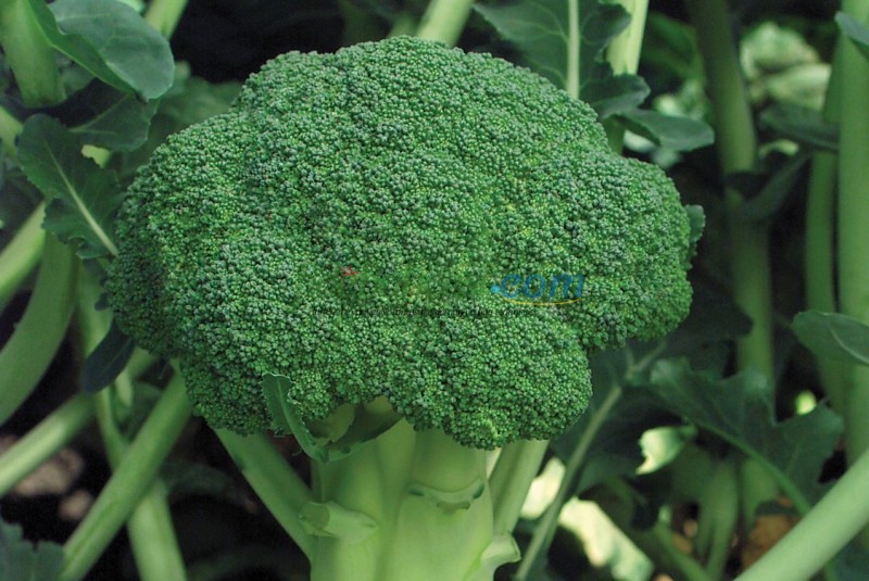 Marathon F1 Brokoli Fidesi