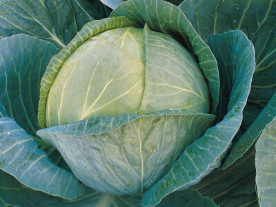 Megaton F1 Beyaz Lahana Fidesi - Görsel 1