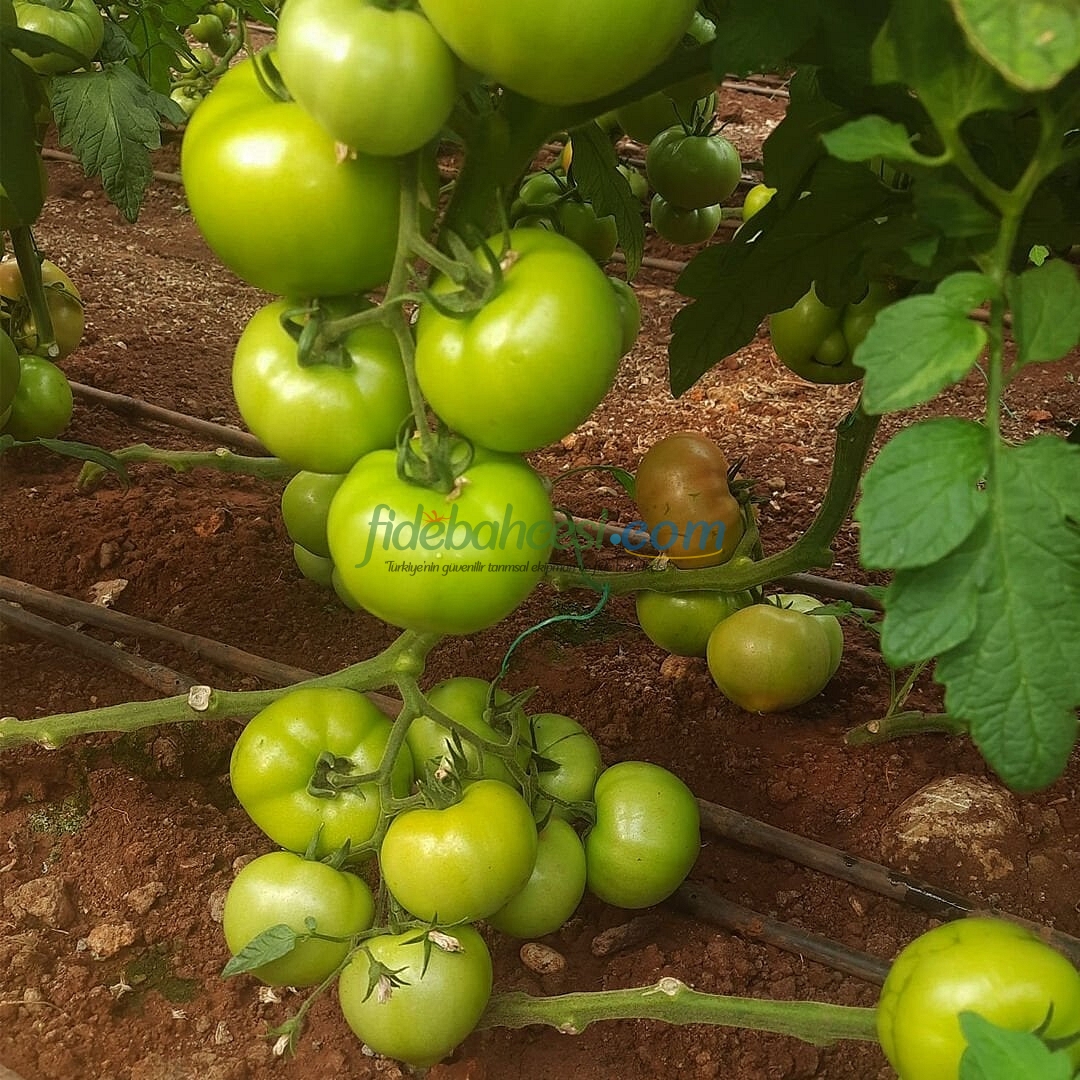 Navara F1 Domates Fidesi