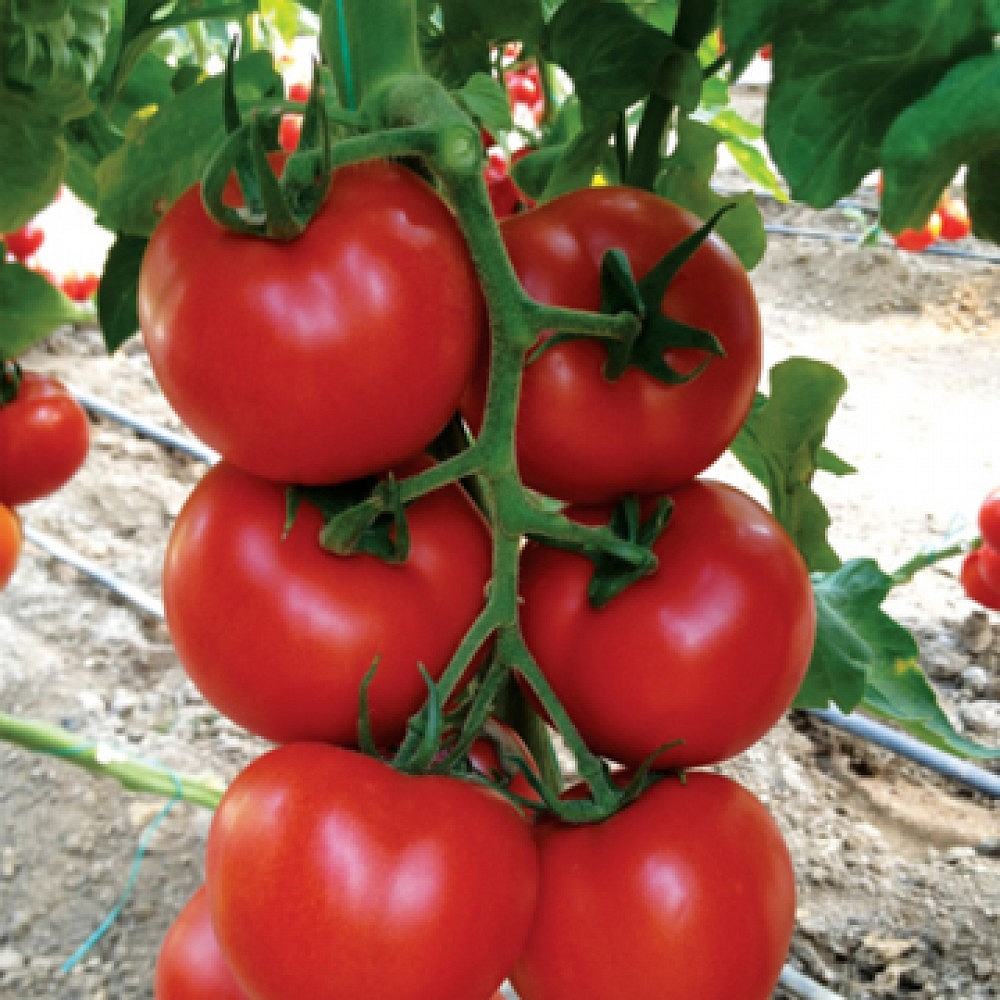 Nazal F1 Sırık Domates Fidesi