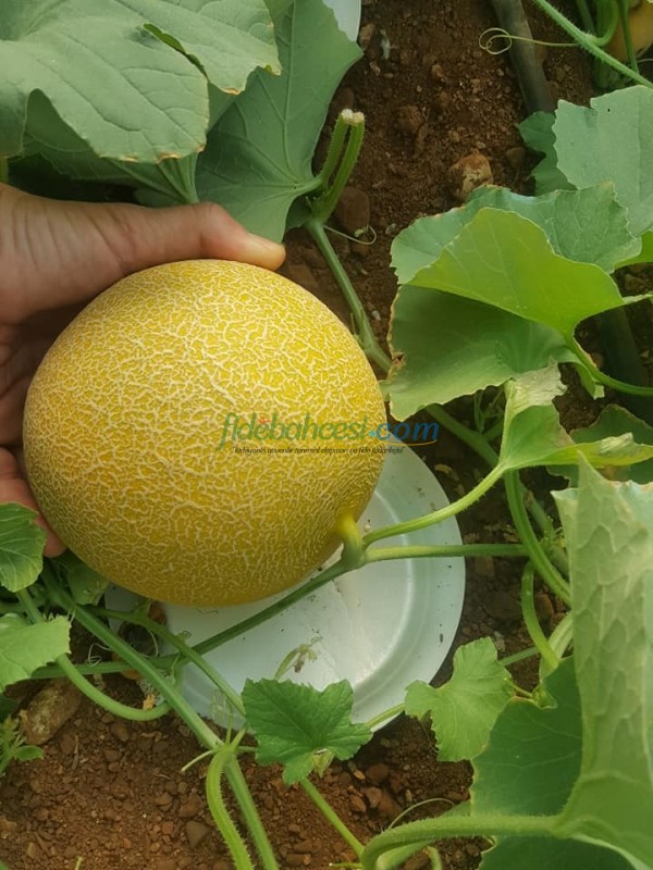 Niovi F1 Kavun Fidesi (Galia) - Görsel 2