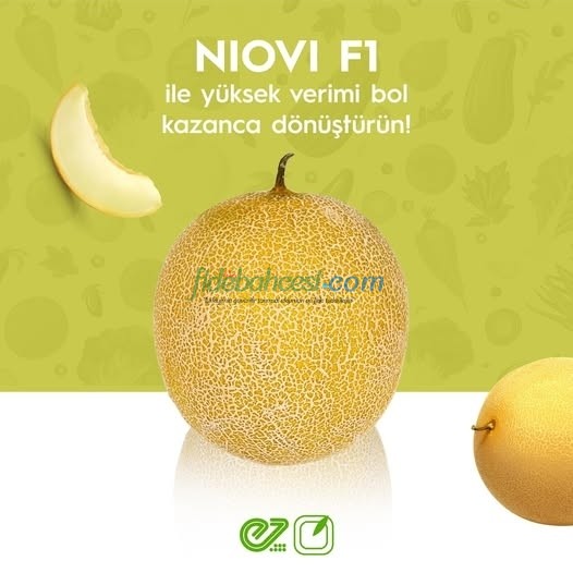 Niovi F1 Kavun Fidesi (Galia) - Görsel 1