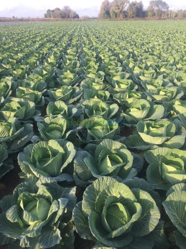 Nokta F1 Beyaz Lahana Fidesi - Görsel 2