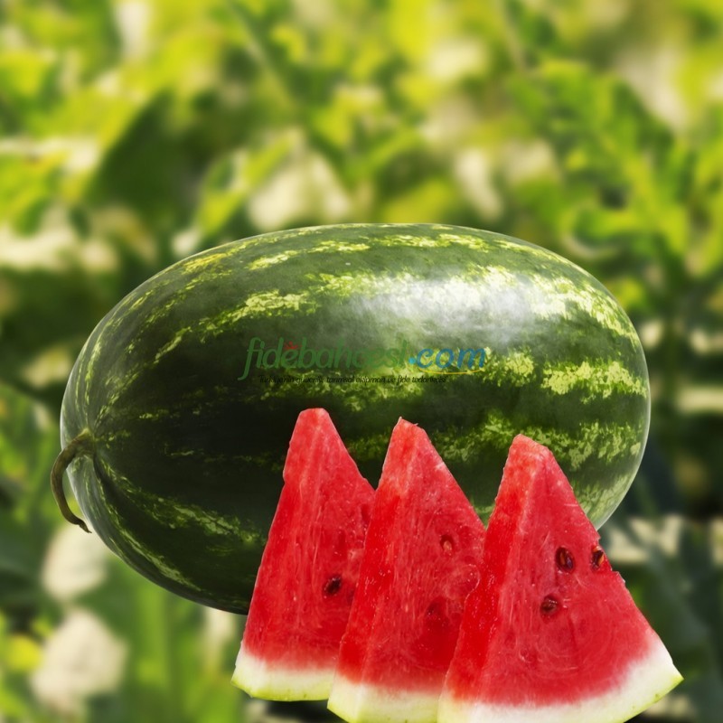 Aşılı Odipus F1 Karpuz Fidesi