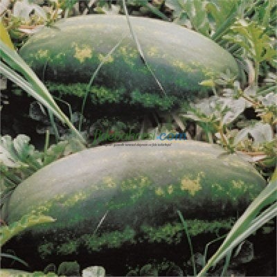 Aşılı Odipus F1 Karpuz Fidesi - Görsel 2