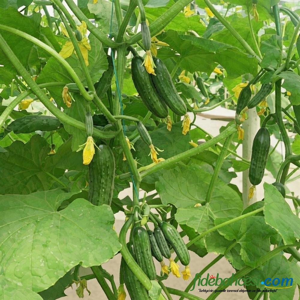 Paranoya F1 Hıyar Fidesi