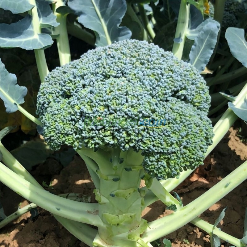 Parthenon F1 Brokoli Fidesi