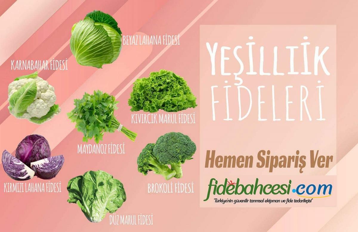 Paspartu Yedikule Düz Marul - Görsel 3