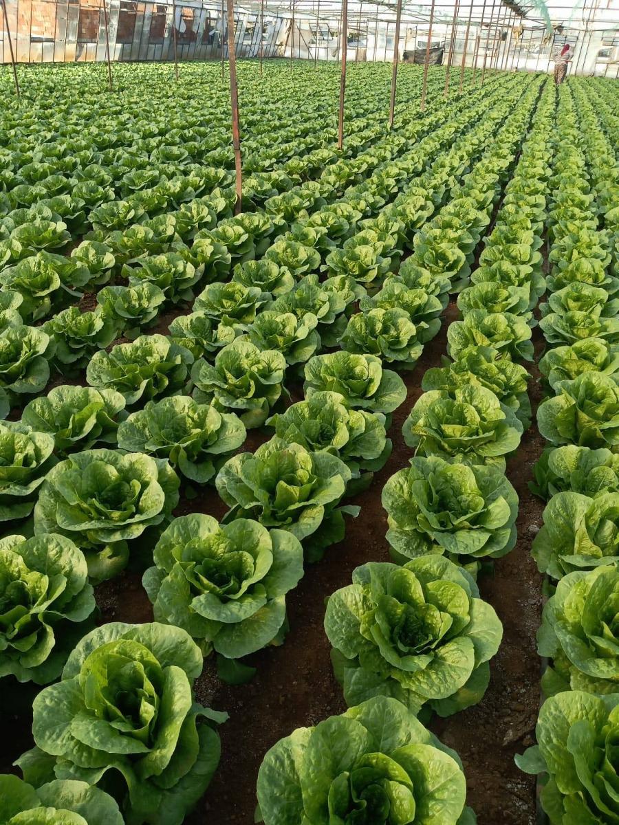 Paspartu Yedikule Düz Marul - Görsel 4