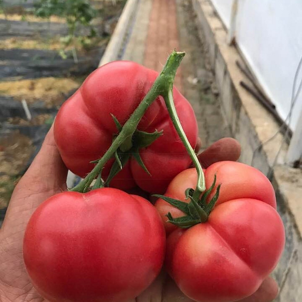 Pembe Köy F1 Domates Fidesi - Görsel 1