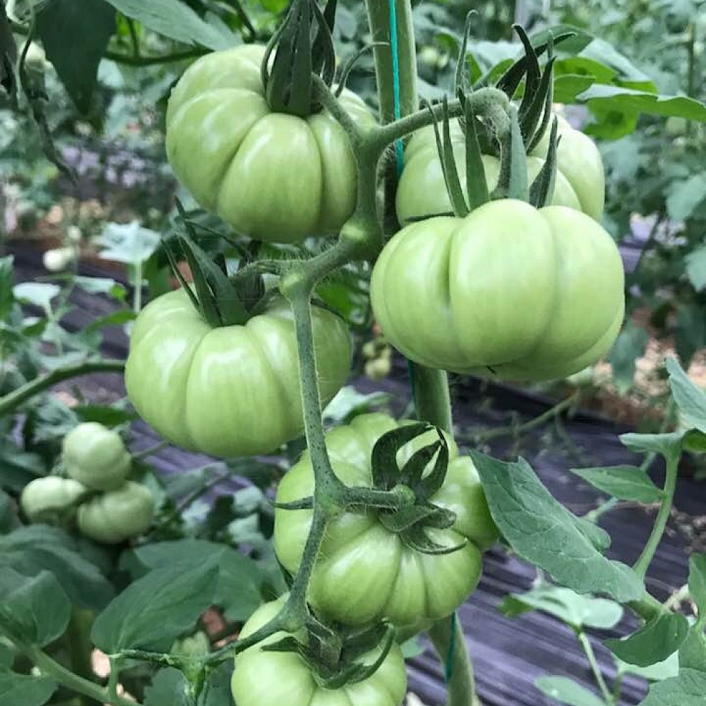 Pembe Köy F1 Domates Fidesi - Görsel 4