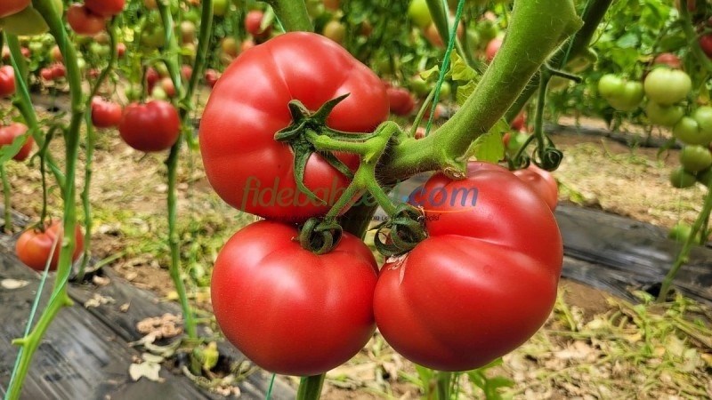  Pembesultan F1 Domates Tohumu - Görsel 4