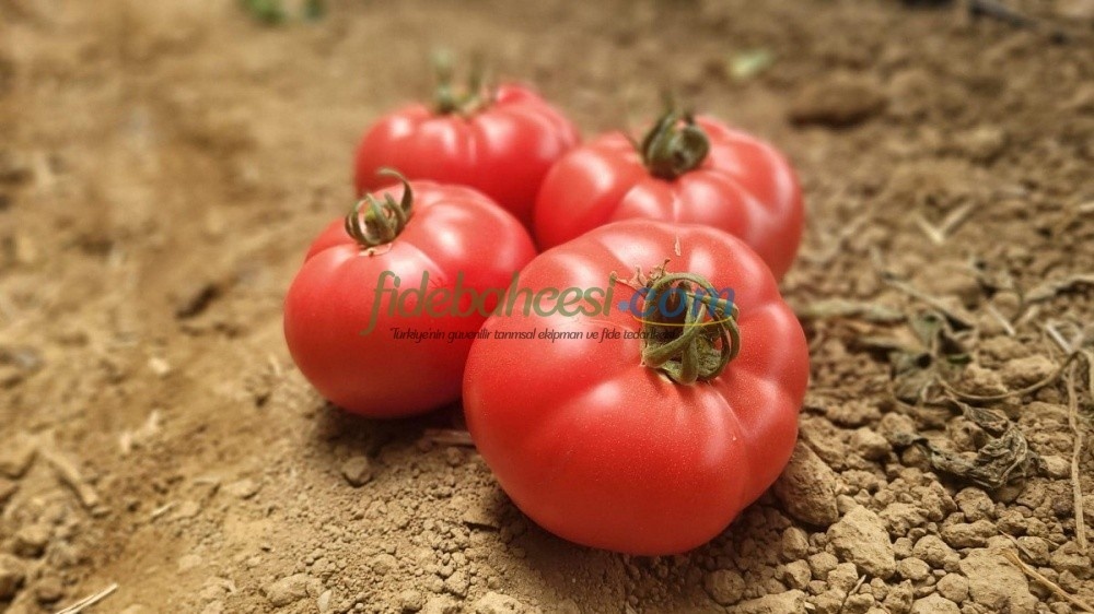  Pembesultan F1 Domates Tohumu - Görsel 5