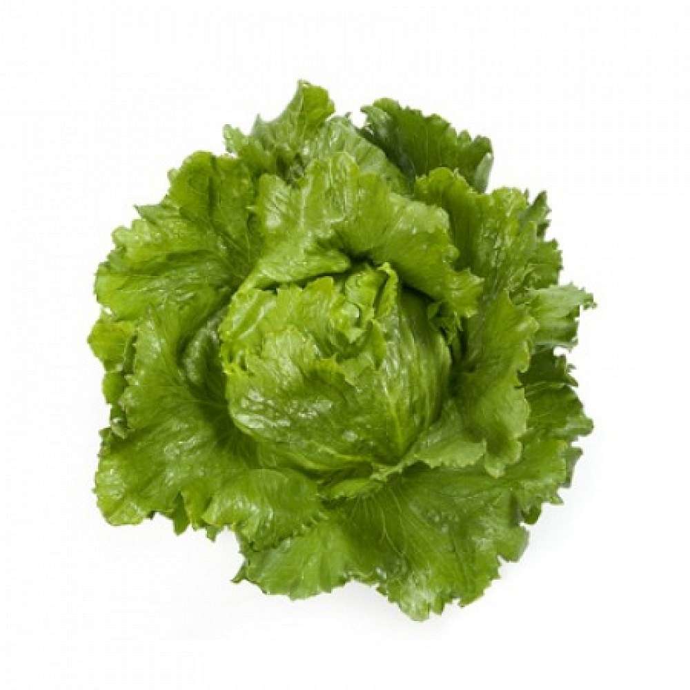 Santarinas Iceberg Marul Fidesi - Görsel 2