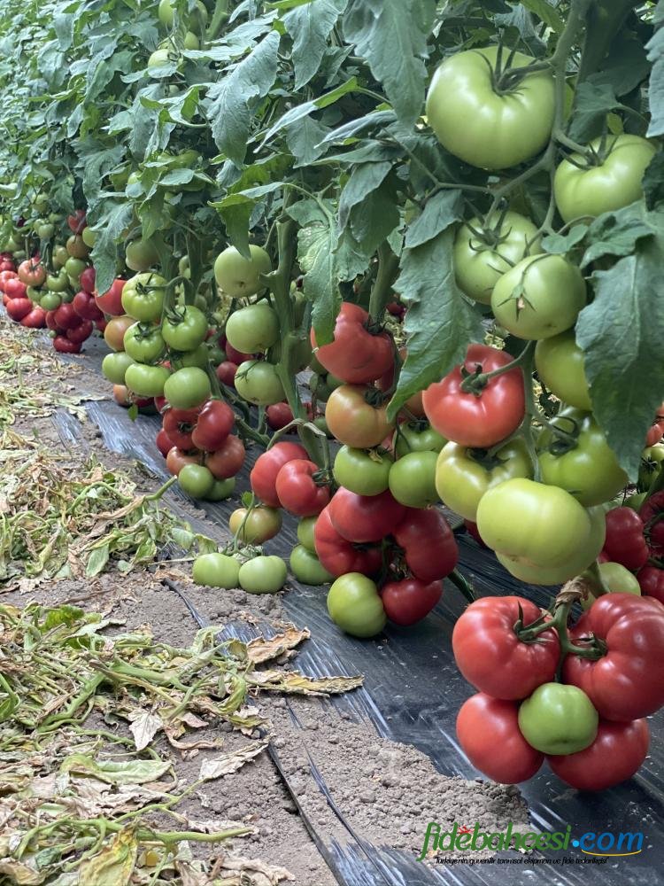 Aşılı Sihirbaz F1 Domates Fidesi - Görsel 2