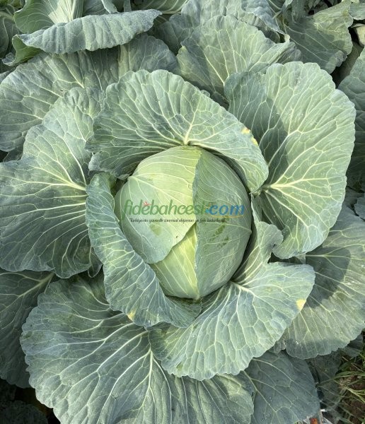 Süper Pamir F1 Beyaz Lahana Fidesi - Görsel 2