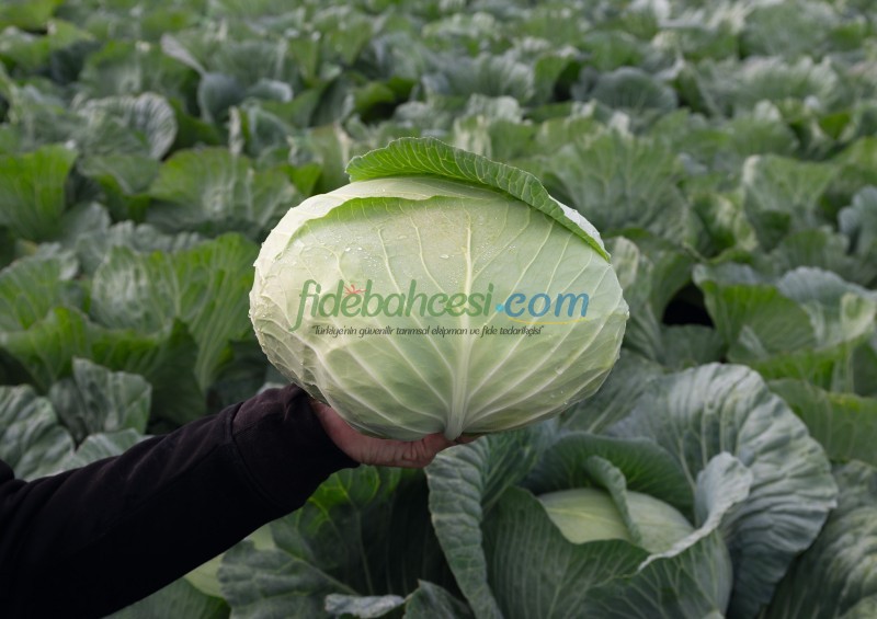 Tamarindo F1 Beyaz Lahana Fidesi - Görsel 3