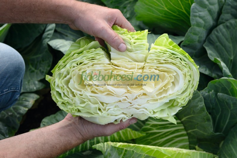 Tamarindo F1 Beyaz Lahana Fidesi - Görsel 5