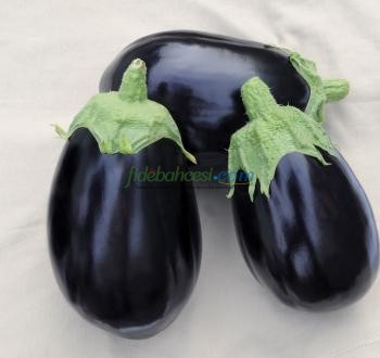 Tasca F1 Patlıcan Fidesi - Görsel 1