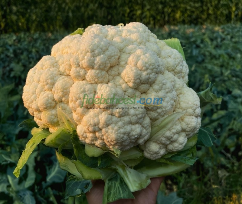 Tezeren F1 Karnabahar Fidesi