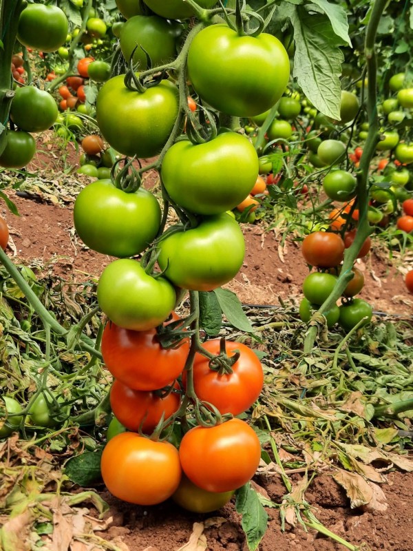 Torry F1 Domates Fidesi - Görsel 3