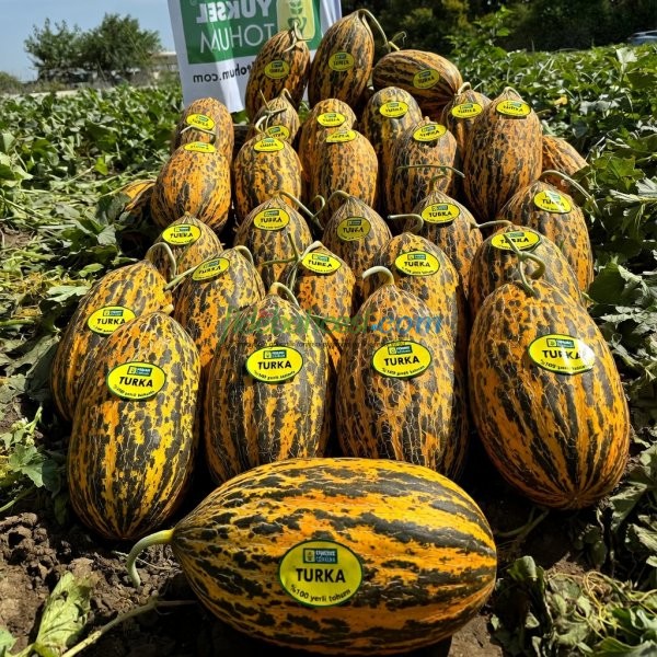 Turka 666 F1 Kırkağaç Kavun Fidesi - Görsel 3