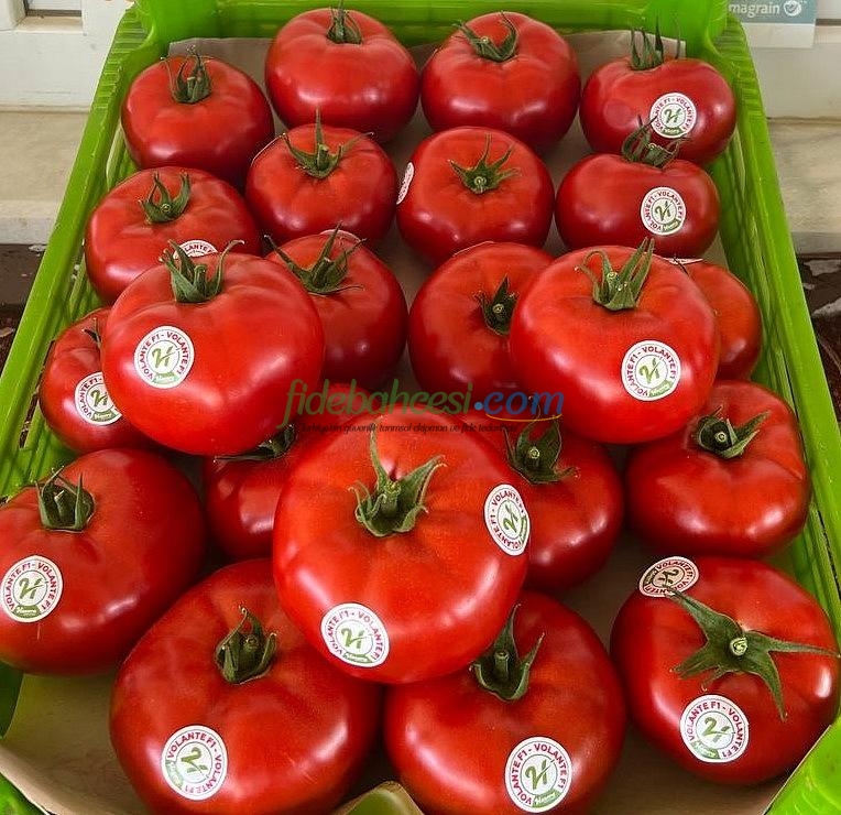 Volante F1 Domates Fidesi - Görsel 4