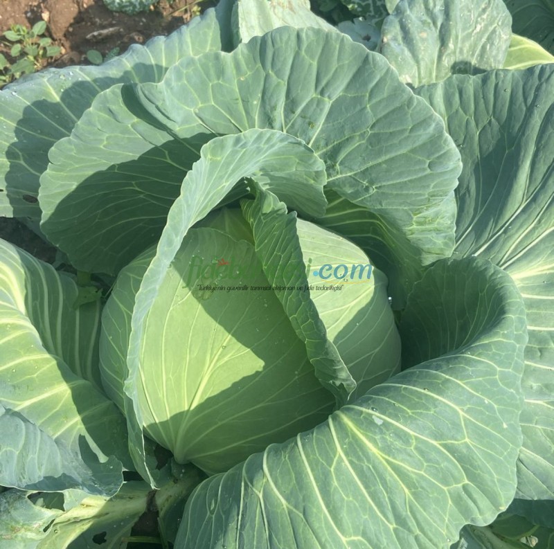 Yazgülü F1 Lahana Fidesi