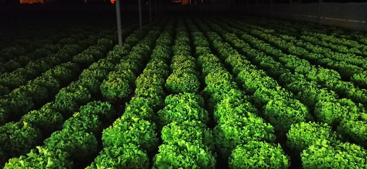 Yörünge F1 Kıvırcık Marul Fidesi - Görsel 4