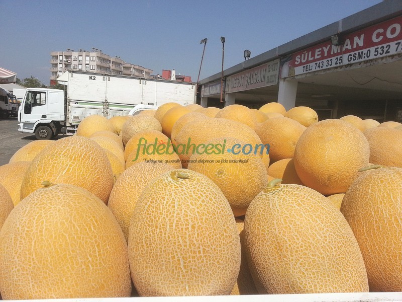 Zümra F1 Kavun Fidesi - Görsel 2