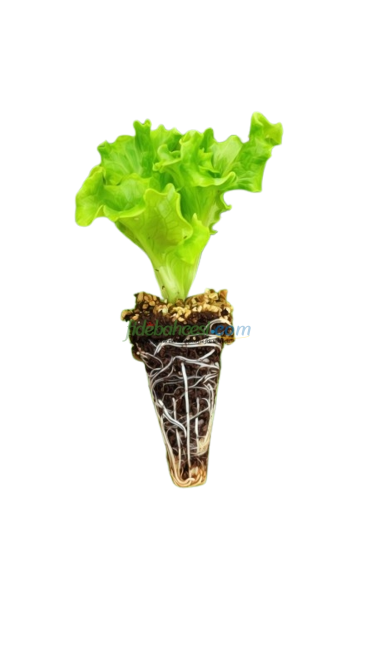 Kıvırcık Marul Fidesi - Görsel 1