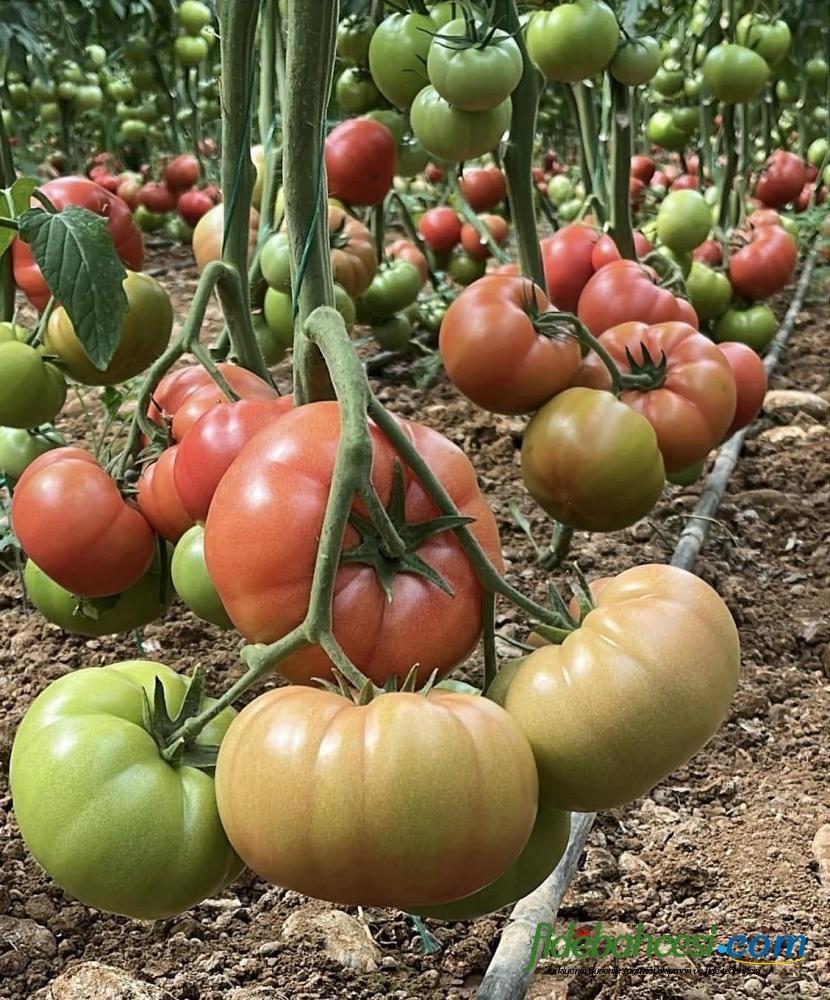 Aşılı Pepton F1 Domates Fidesi - Görsel 3