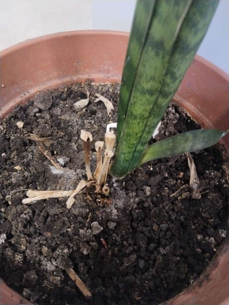 Paşa Kılıcı (Sansevieria trifasciata)